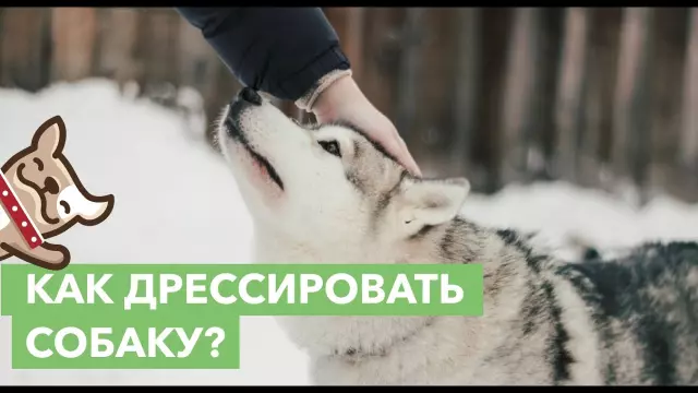 10 основных команд для обучения собаки